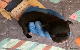 Mixed Breed dogs for sale: Gorgeous Pugapoos ready to leave 07/10/25 - Image 18