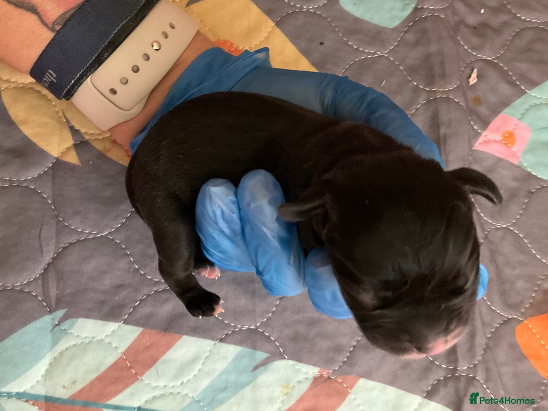 Mixed Breed dogs for sale: Gorgeous Pugapoos ready to leave 07/10/25 - Image 18