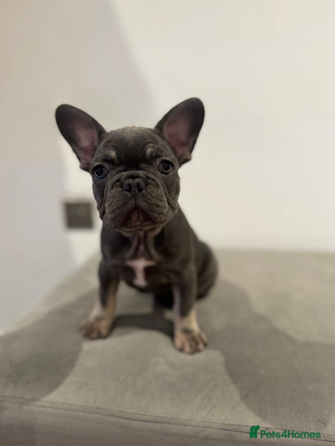 French Bulldog dogs for sale: French bulldog ready before  **   ** 🥰 - Advert 11