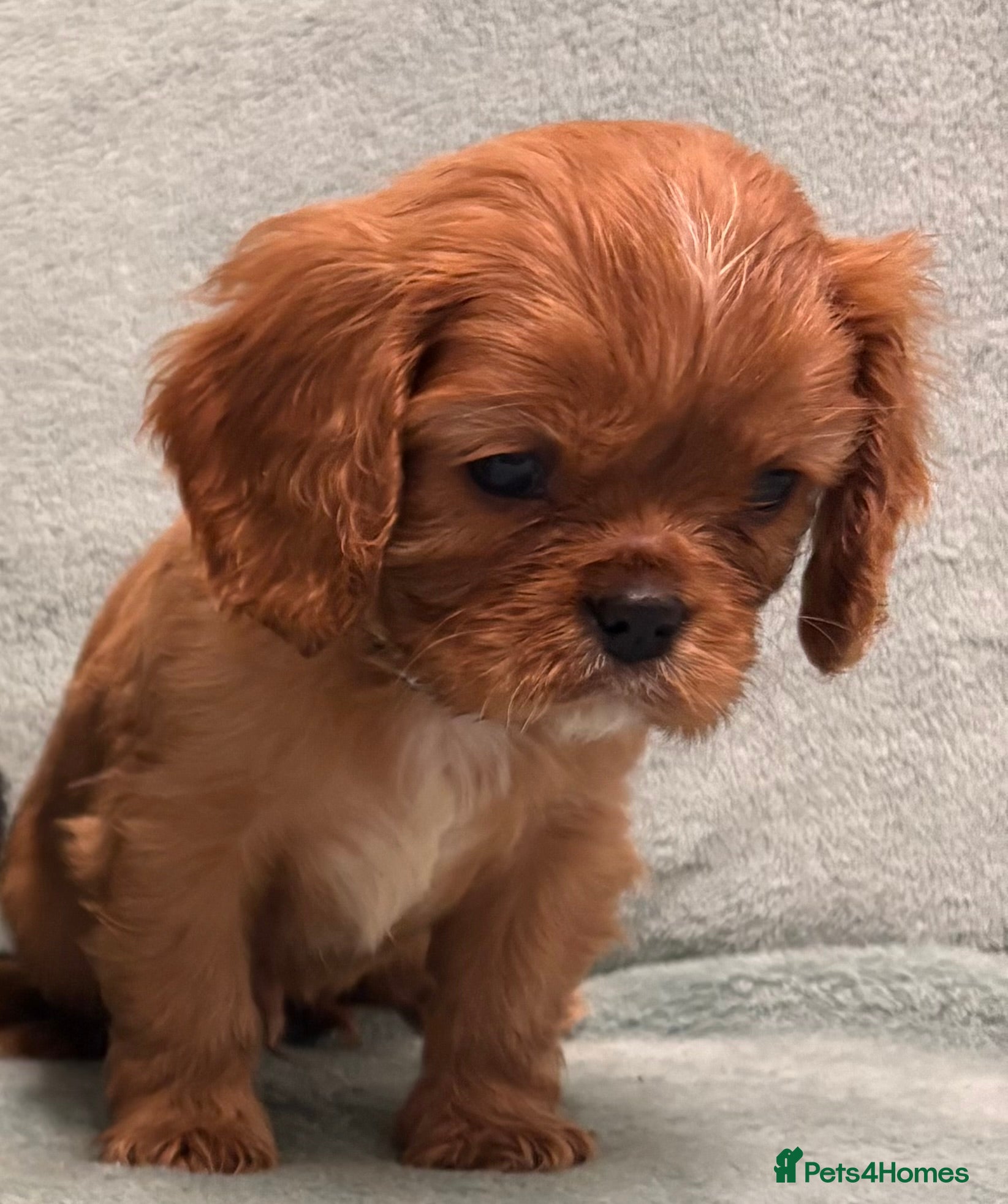 Cavalier King Charles Spaniel dogs KC Cavalier Puppies Genetically Clear  - Advert 1