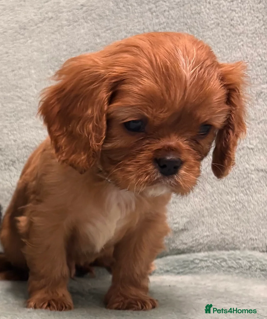 Cavalier King Charles Spaniel dogs for sale: KC Cavalier Puppies Genetically Clear  - Advert 1