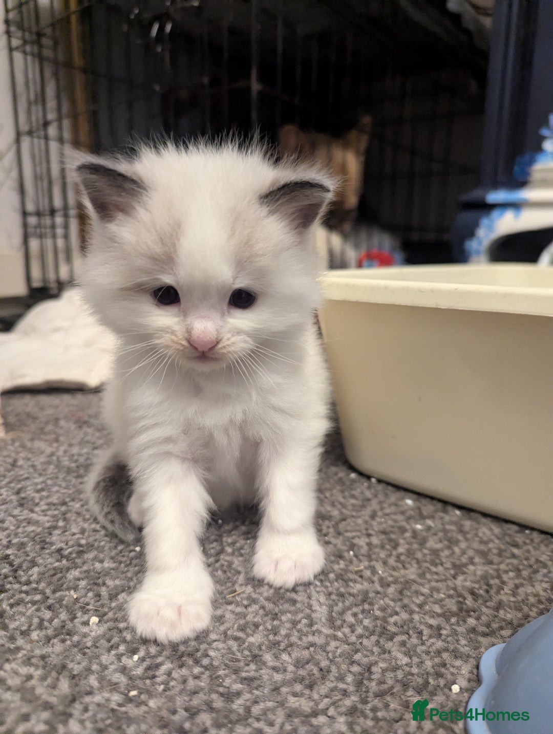 Ragdoll cats for sale: ragdoll kittens (only 1 boy left main picture) - Image 1