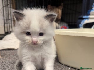 Ragdoll cats - Advert 2