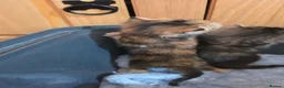 Mixed Breed cats for sale: 3 female tabby kittens - Advert 4