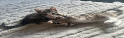 Mixed Breed cats for sale: 2 tabby kittens 🐱  - Advert 13