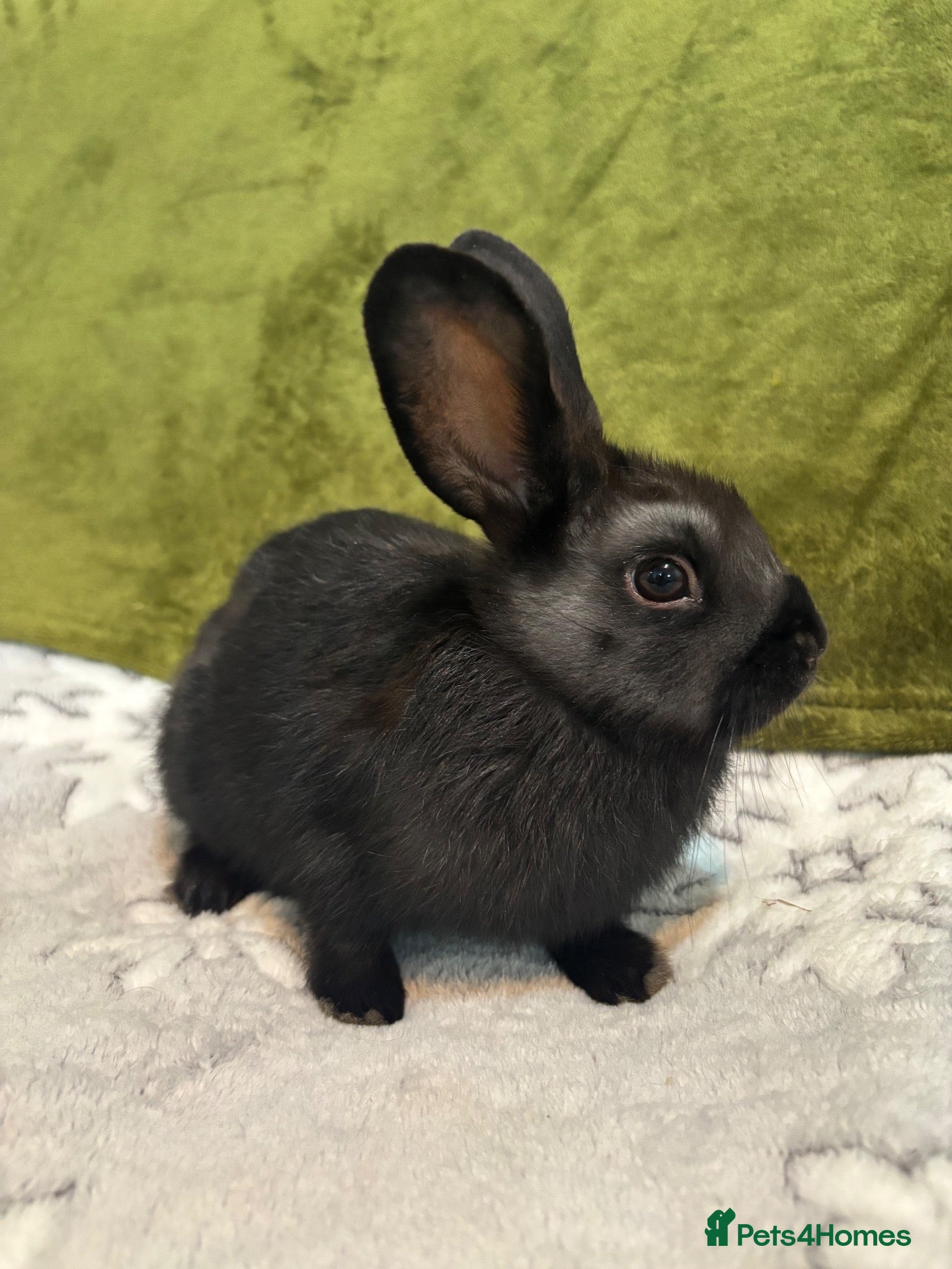 Mixed Breed rabbits 3 mini lop cross 1 female 2 male - Advert 1