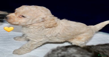 Cockapoo dogs Health tested Asian toy Cockapoo puppies  - Advert 14