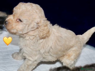 Cockapoo dogs Health tested Asian toy Cockapoo puppies - Advert 17