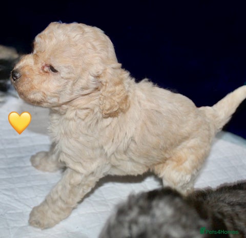 Cockapoo dogs Health tested Asian toy Cockapoo puppies - Advert 9