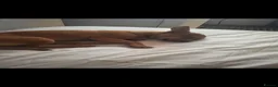 Chihuahua dogs for sale: Male chihuahua for sale  in Cardiff - Advert 8