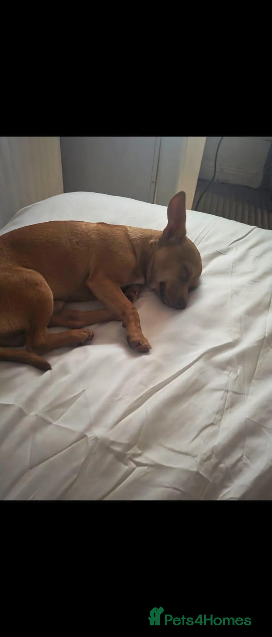 Chihuahua dogs for sale: Male chihuahua for sale  in Cardiff - Advert 8
