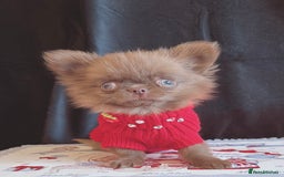 Chihuahua dogs for sale: Long haired chihuahua boys  - Image 5