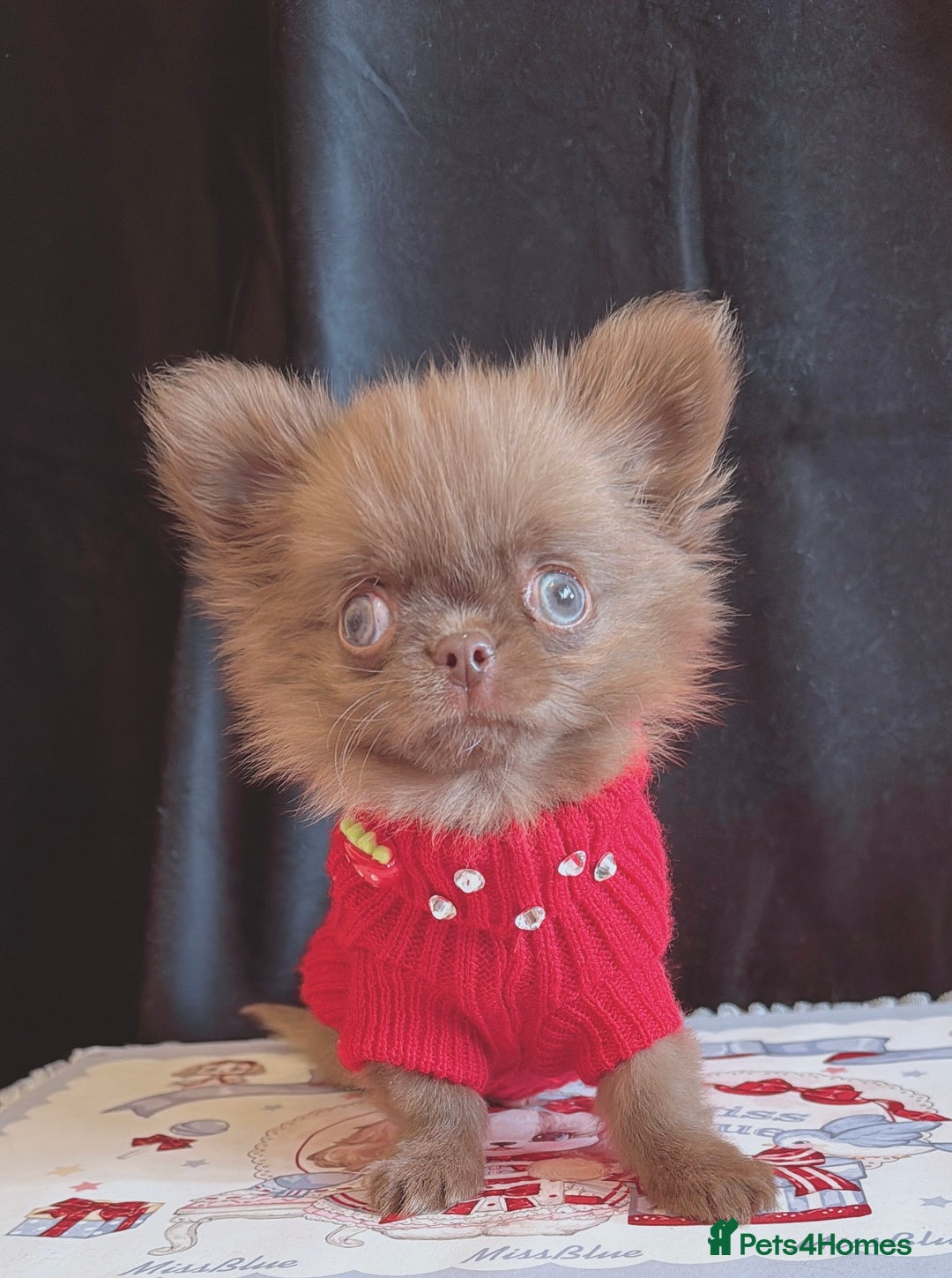Chihuahua dogs for sale: Long haired chihuahua boys  - Image 5