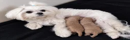 Maltipoo dogs for sale: Tiny MaltiPoo Girls 🐾 - Advert 5