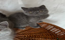 Exotic cats for sale: Male exotic kitten 14weeks - Image 4
