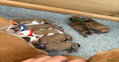 Staffordshire Bull Terrier dogs - Advert 4