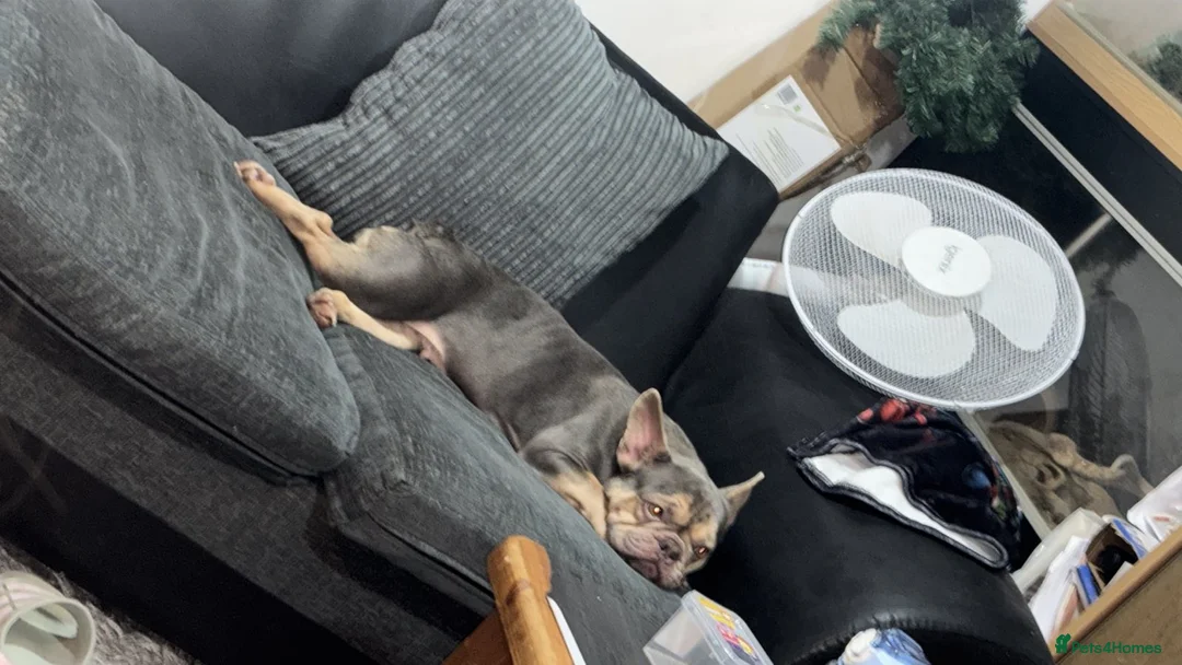 French Bulldog dogs for sale: French Bulldogs For Sale - Advert 2