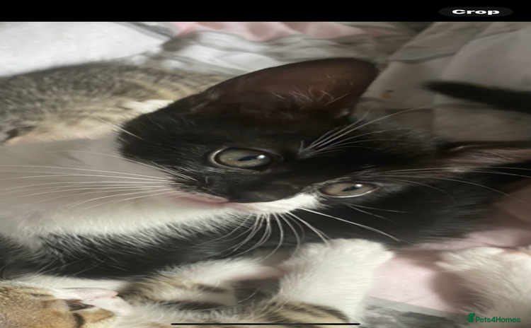Mixed Breed cats - Advert 10