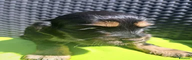 Cocker Spaniel 1