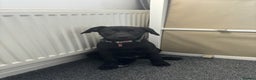 Labrador Retriever dogs for sale: 15 Week Old Black Labrador  - Advert 3
