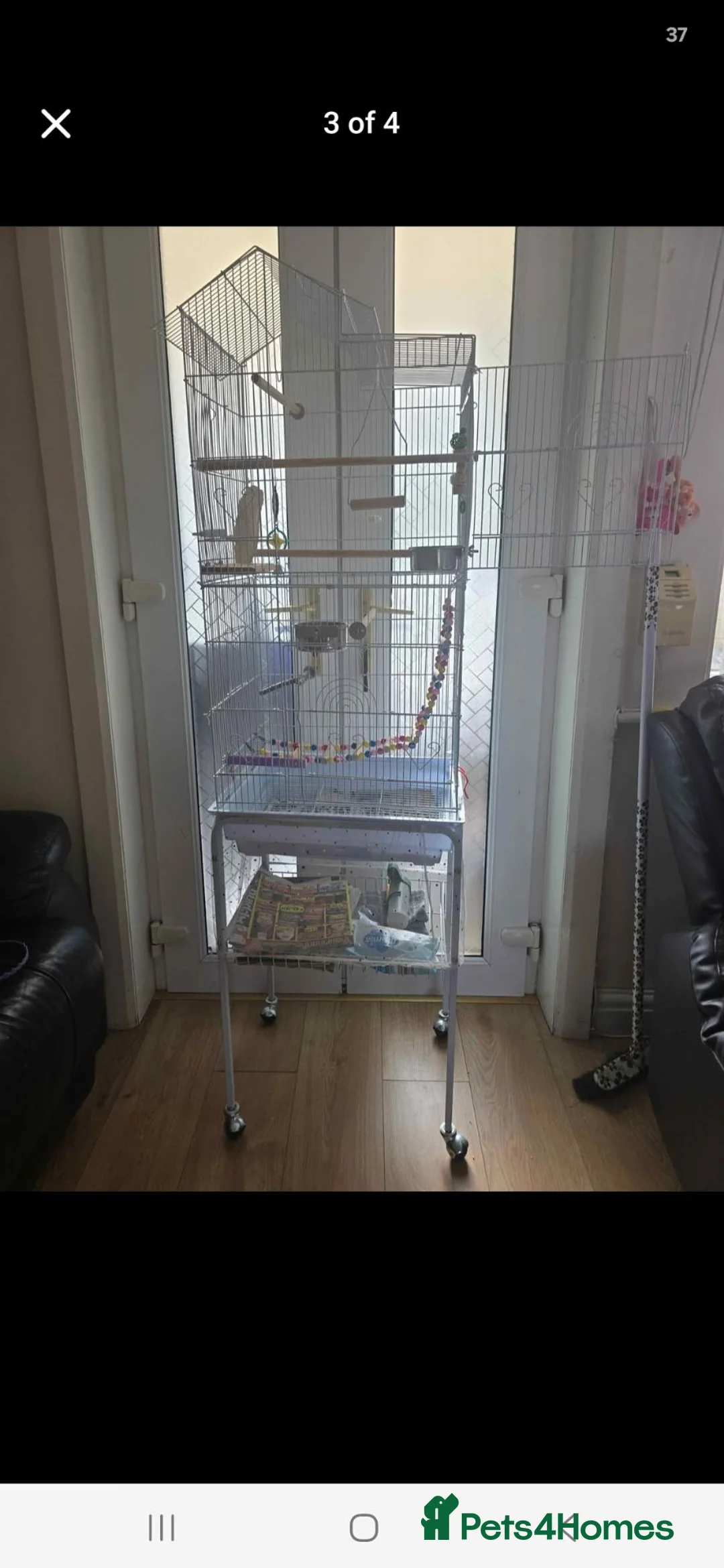 Cockatiels birds for sale: Cockatiel  in Bradford - Advert 3