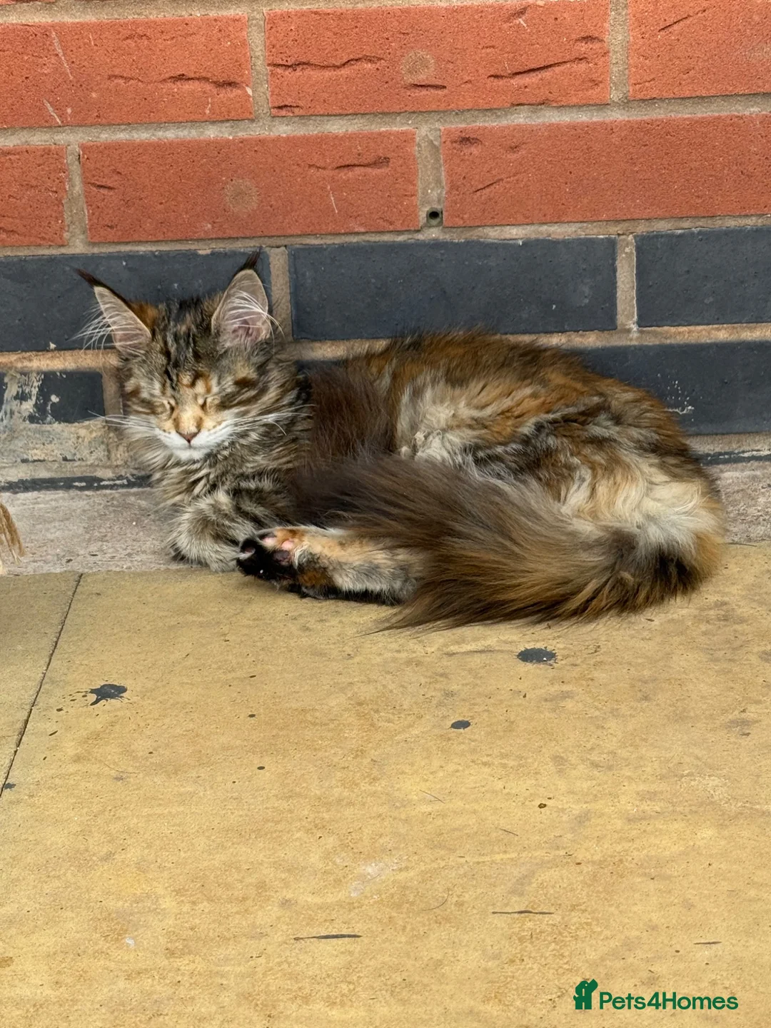 Maine Coon cats for sale: Two beautiful Maine coons  - Advert 8