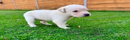 Labrador Retriever dogs for sale: KC Registered Labrador Babies 🐾🐾🐾 - Advert 5