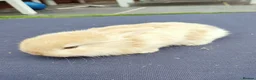 Mini Lop rabbits for sale: Mini Lop Bunnies - Advert 12