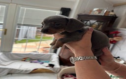 Miniature Dachshund dogs for sale: Miniature dachshund puppies - Image 23