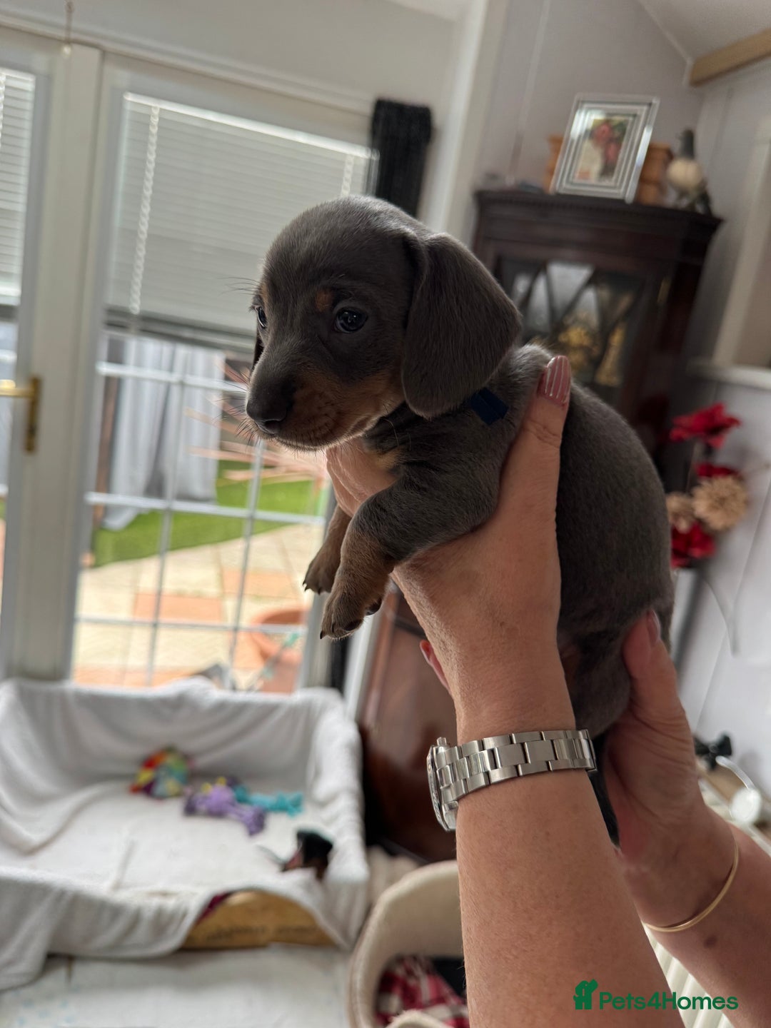 Miniature Dachshund dogs for sale: Miniature dachshund puppies - Image 23