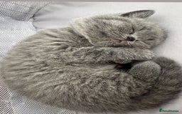 British Shorthair cats for sale: Pedigree British shorthair (Bi colour gene) in Birmingham - Image 18