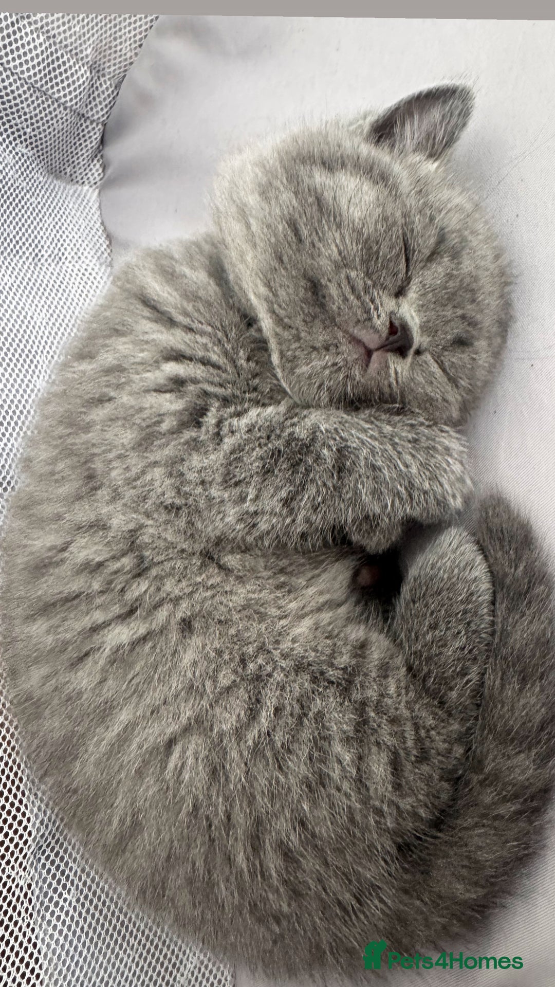 British Shorthair cats for sale: Pedigree British shorthair (Bi colour gene) in Birmingham - Image 18
