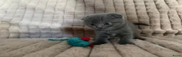 Scottish Fold cats for sale: 3 boys 2 girls  in Spalding - Advert 3