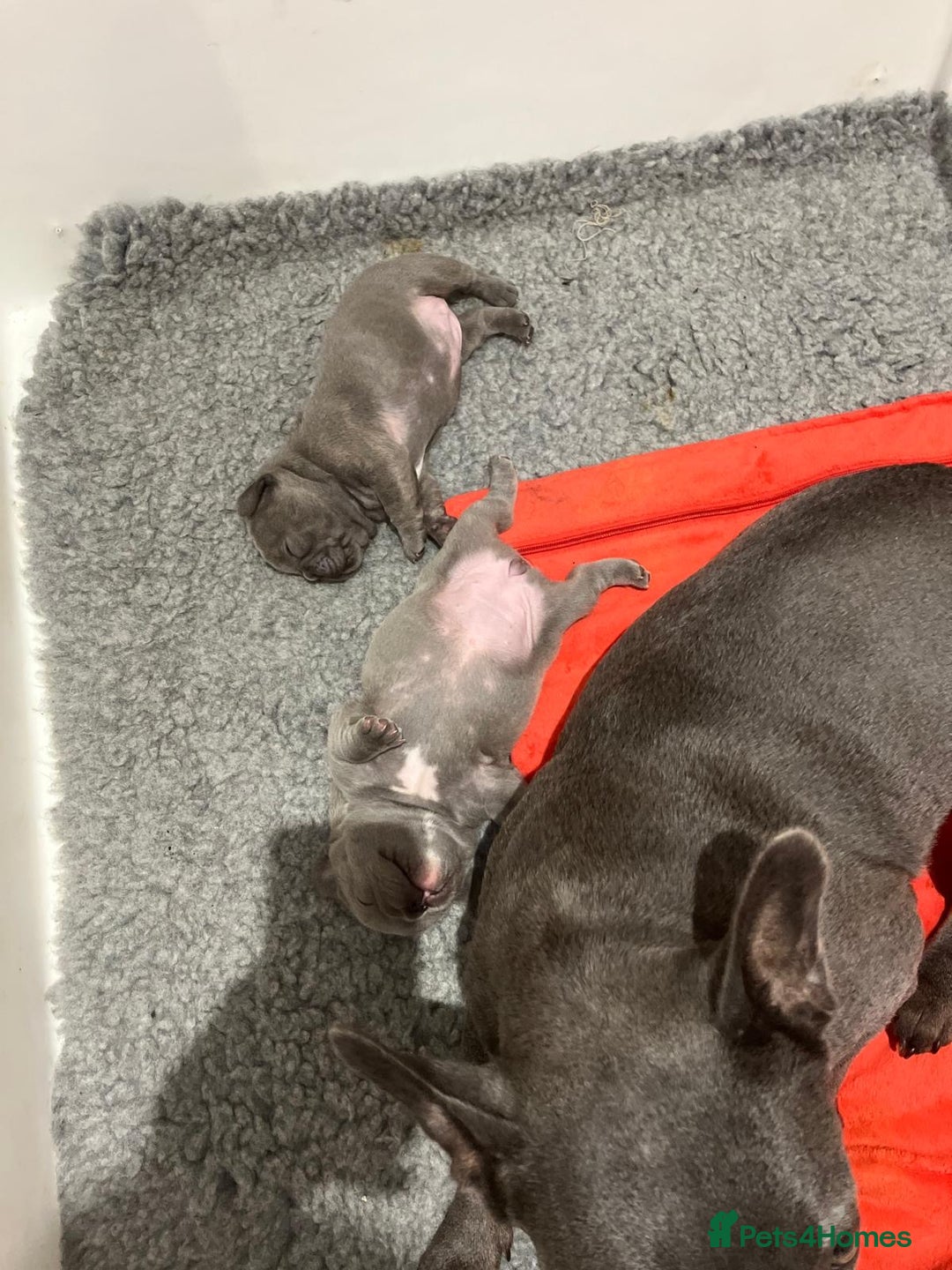 French Bulldog dogs for sale: Full KC French bulldogs puppies for sale - Image 6