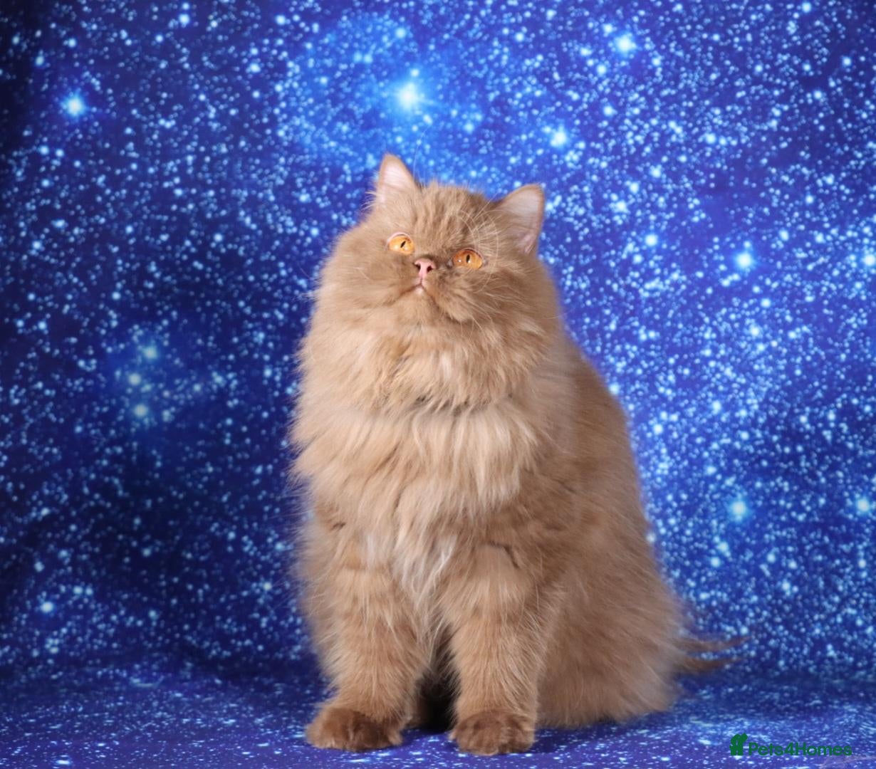 British Longhair cats Cinnamon British Longhaired cat available  - Advert 1