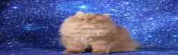 British Longhair cats for sale: Cinnamon British Longhaired cat available  - Advert 1