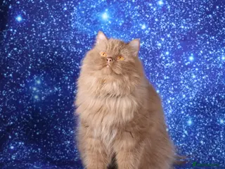British Longhair cats Cinnamon British Longhaired cat available - Advert 1
