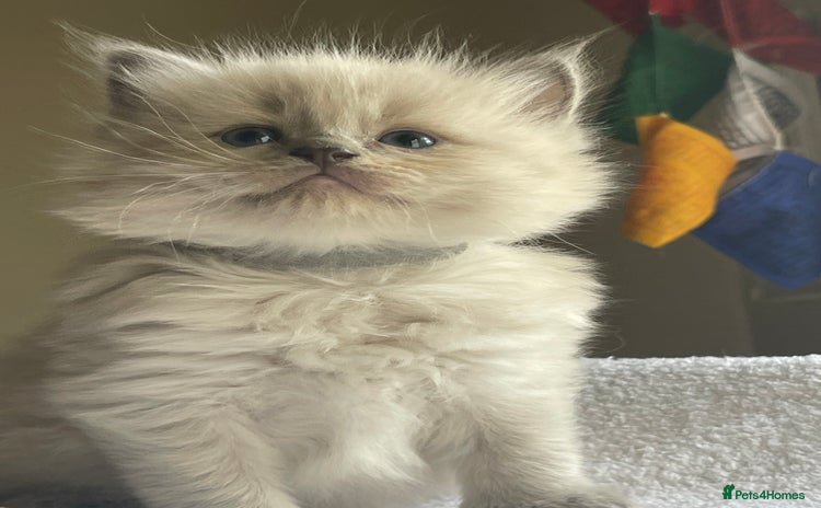 Ragdoll cats - Advert 8