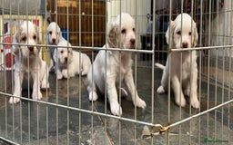 Clumber Spaniel dogs for sale: Beautiful Hybrid Clumber pups available  - Image 12