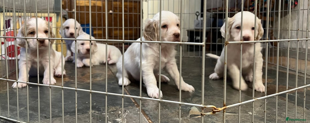 Clumber Spaniel dogs for sale: Beautiful Hybrid Clumber pups available  - Image 12