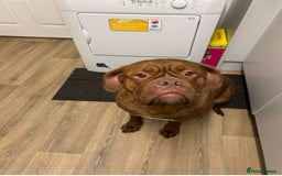 Dogue De Bordeaux dogs for sale: 4 Year Old Bitch  - Image 1