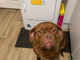 Dogue De Bordeaux dogs - Advert 7