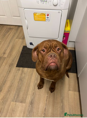 Dogue De Bordeaux dogs - Advert 1