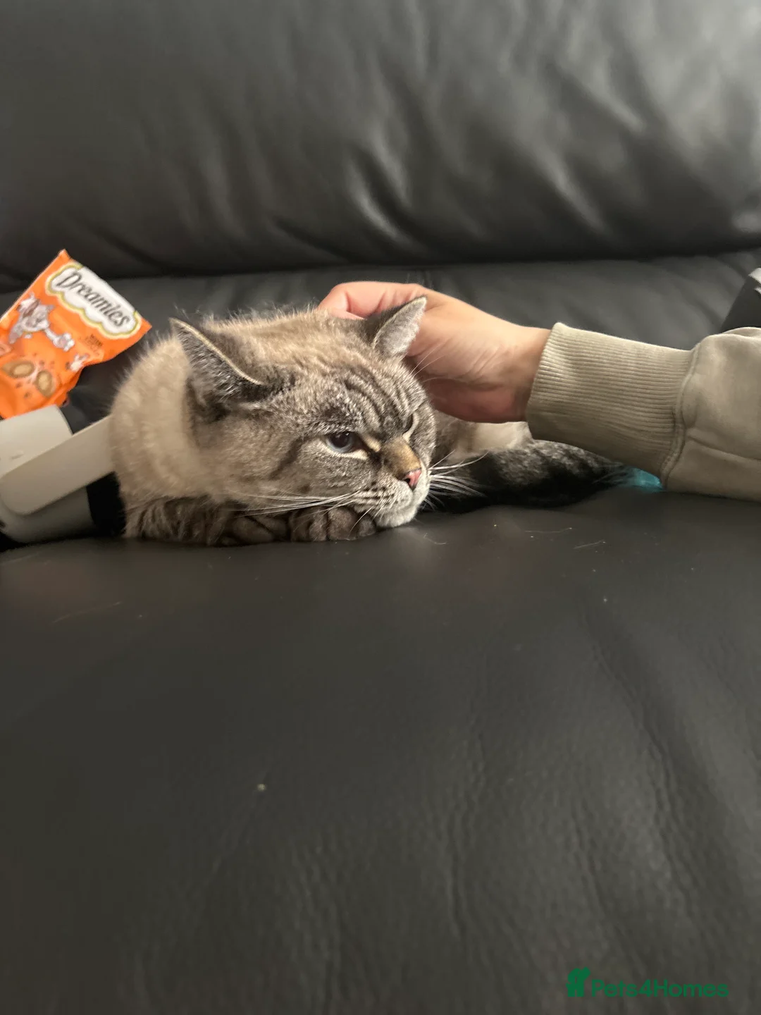 Ragdoll cats for sale: 4 year old cat - Advert 2
