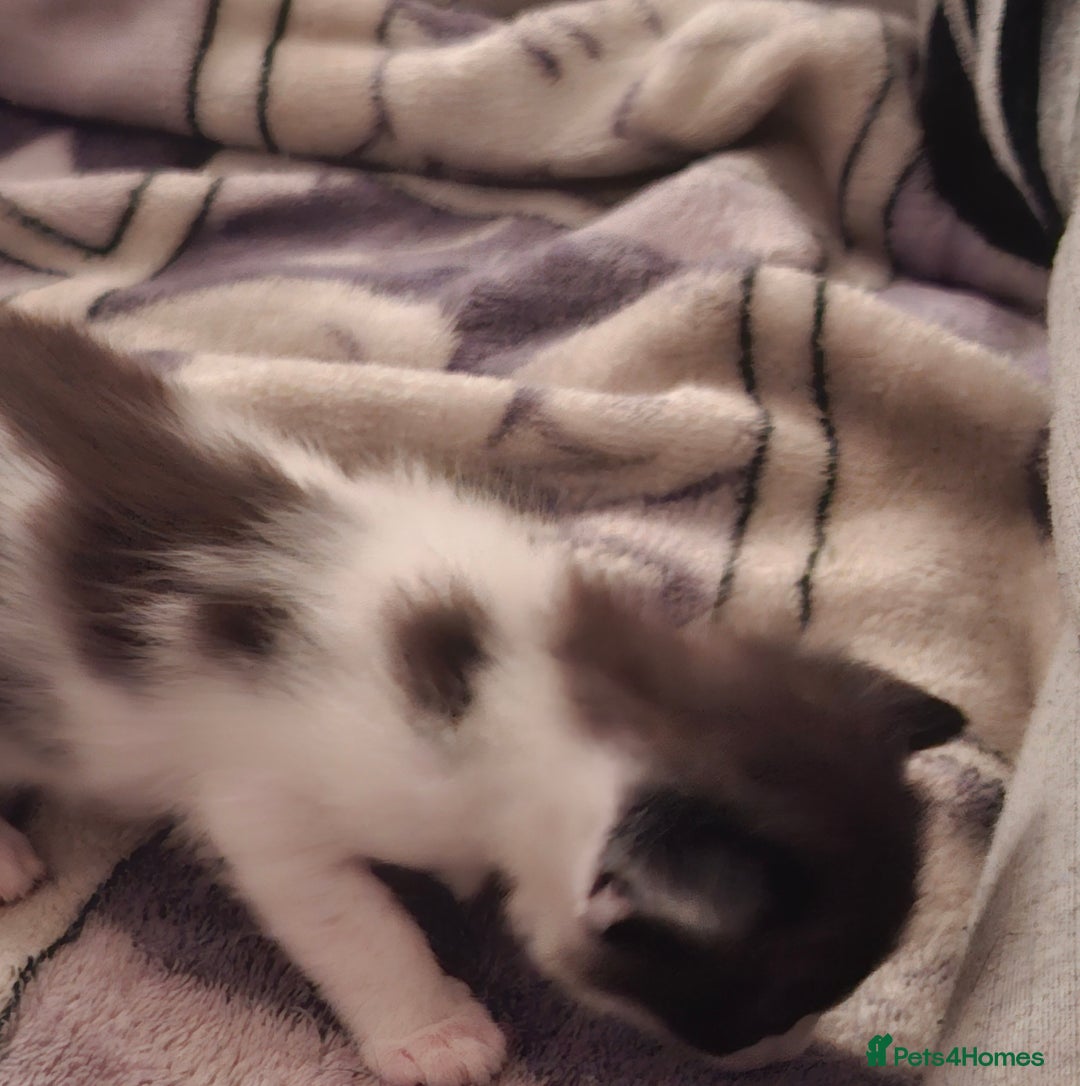 Mixed Breed cats for sale: 3 Kittens awaiting there new family. - Advert 2