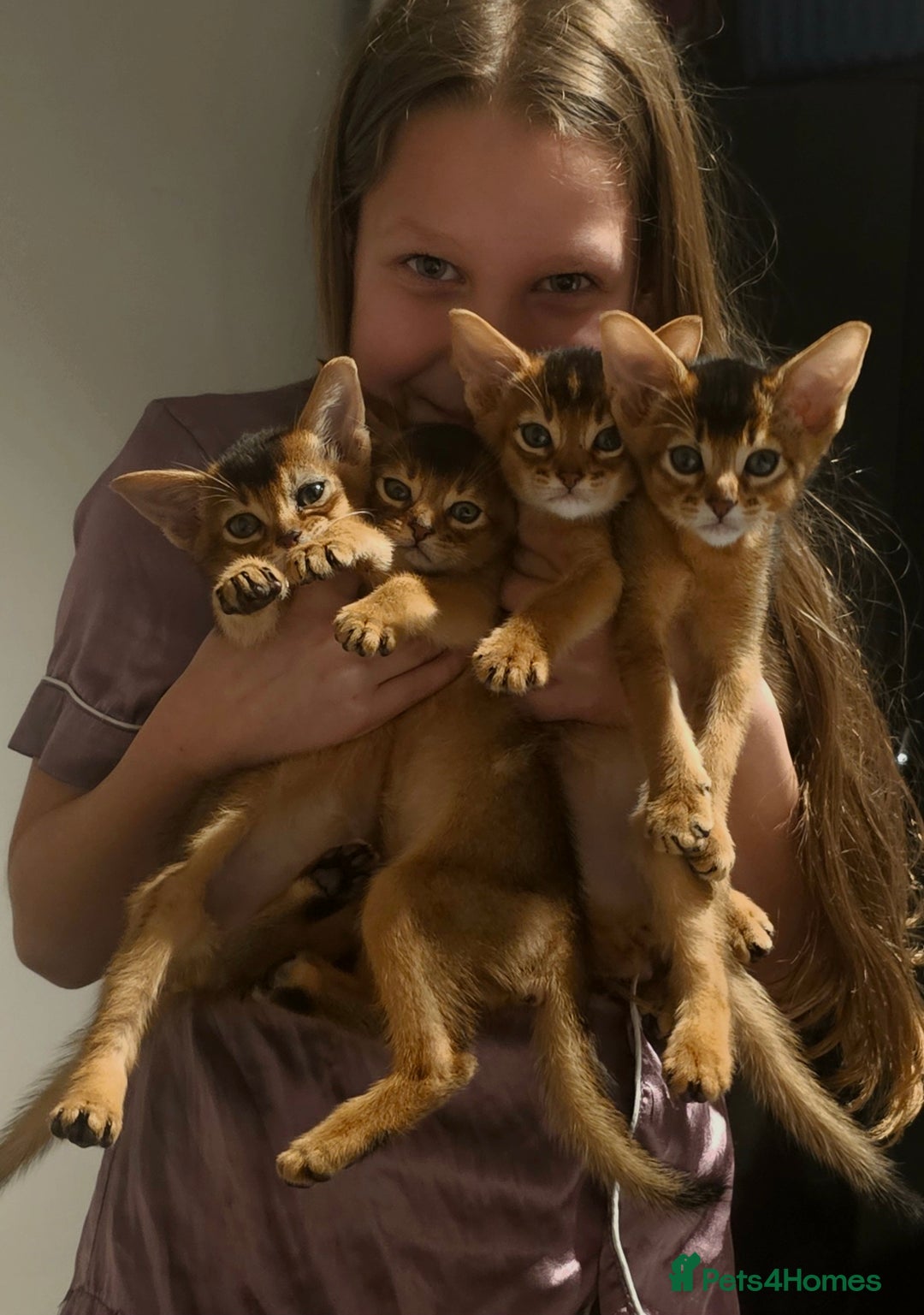 Abyssinian cats for sale: 4 Abyssinian kittens for sale - Advert 26