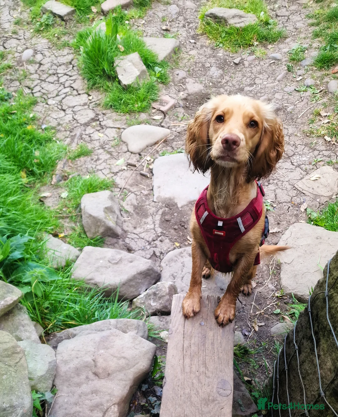 Cocker Spaniel dogs for sale: 3yr old cocker spaniel bitch for sale - Advert 13