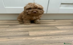 Cockapoo dogs for sale: Rehomed biscuits looking for 5*home - Image 10