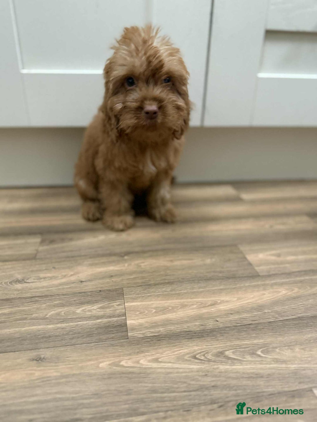Cockapoo dogs for sale: Rehomed biscuits looking for 5*home - Image 10
