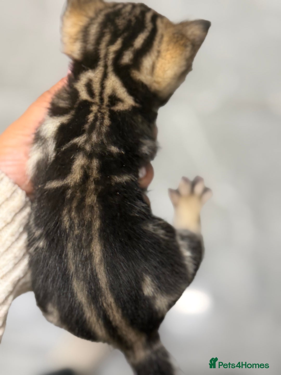 Bengal cats for sale: Adorable kittens for loving homes - Advert 27